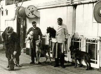 Dogs being looked after by members of the crew of the Titanic, 1912